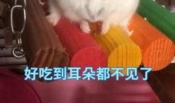 娱乐吃瓜酱当仓鼠店老板,揭秘当仓鼠店老板的趣味日常